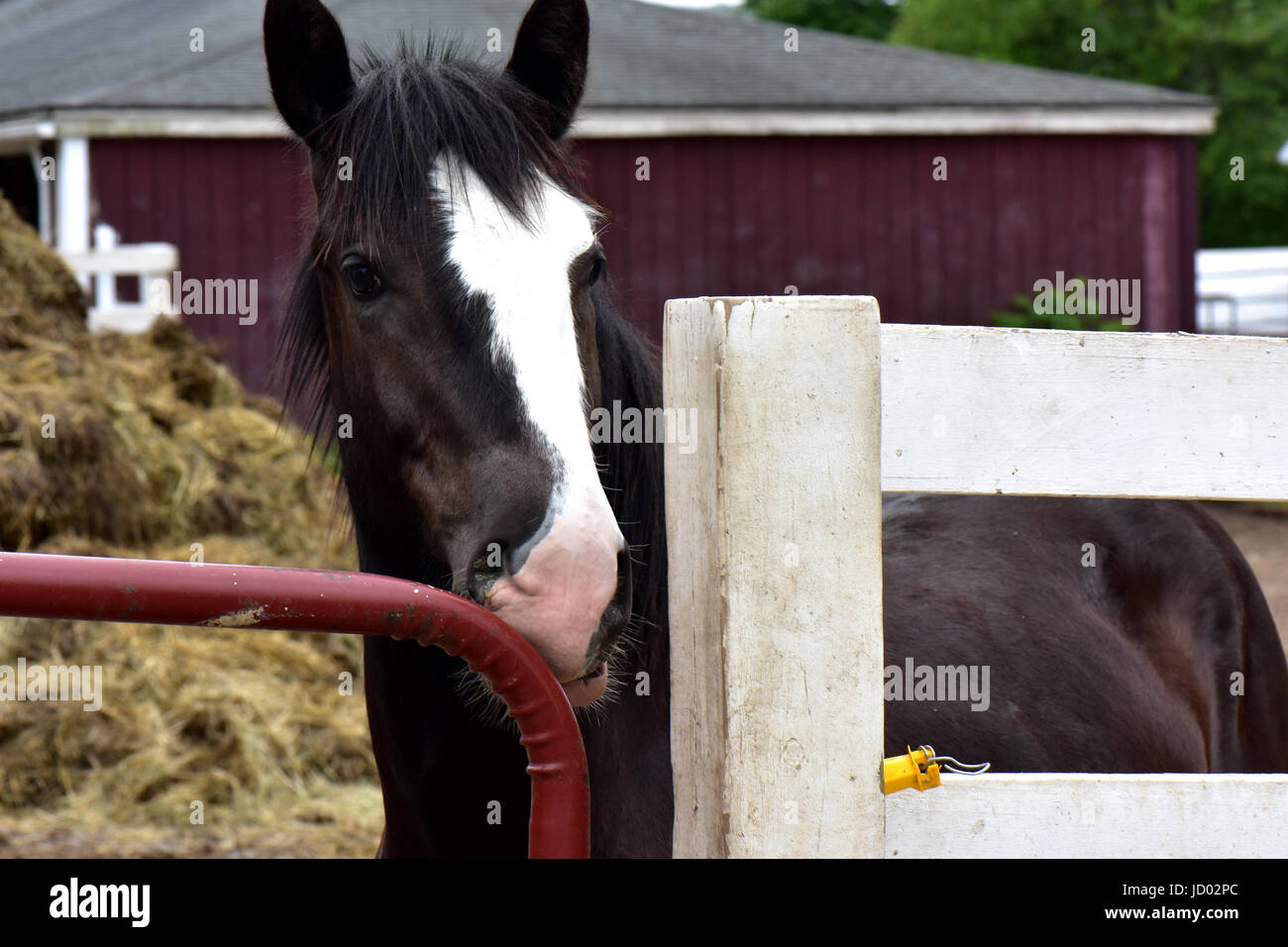 A cavallo di un equino progetto horse farm rescue godono di libertà e di pace. Foto Stock