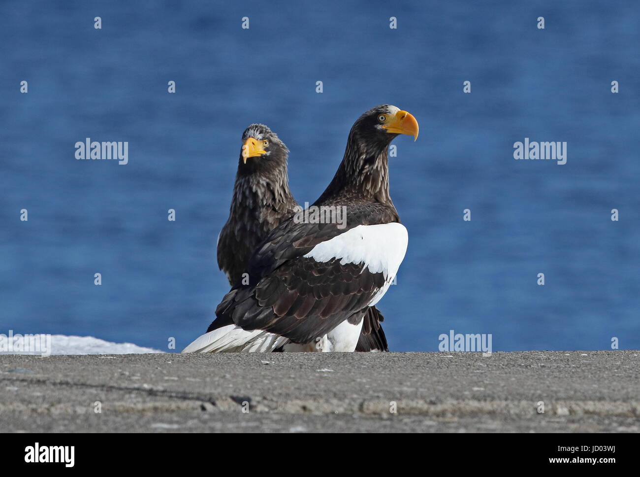 EastSteller mare-eagle (Haliaeetus pelagicus) due adulti in piedi sul dock Rausu, Hokkaido in Giappone Marzo Foto Stock