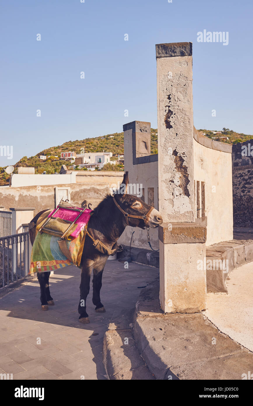 Isole Eolie - Ginostra - Sicilia - asino utilizzato per i bagagli Foto Stock