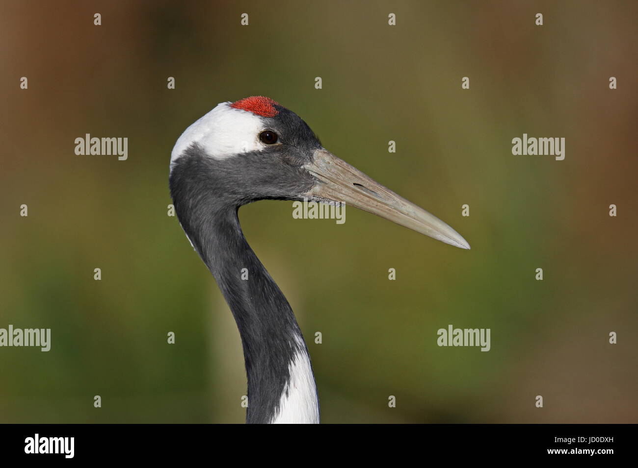 Red Crowned Crane ritratto Foto Stock
