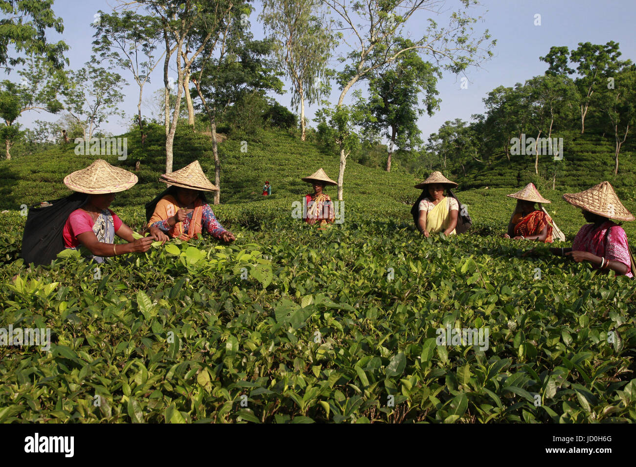 Dacca in Bangladesh. Bengalese raccoglitori di tè lavorare a un tea garden in Shylhet, Bangladesh. Contributore: Shamshul Haider Badsha / Alamy Stock Photo Foto Stock