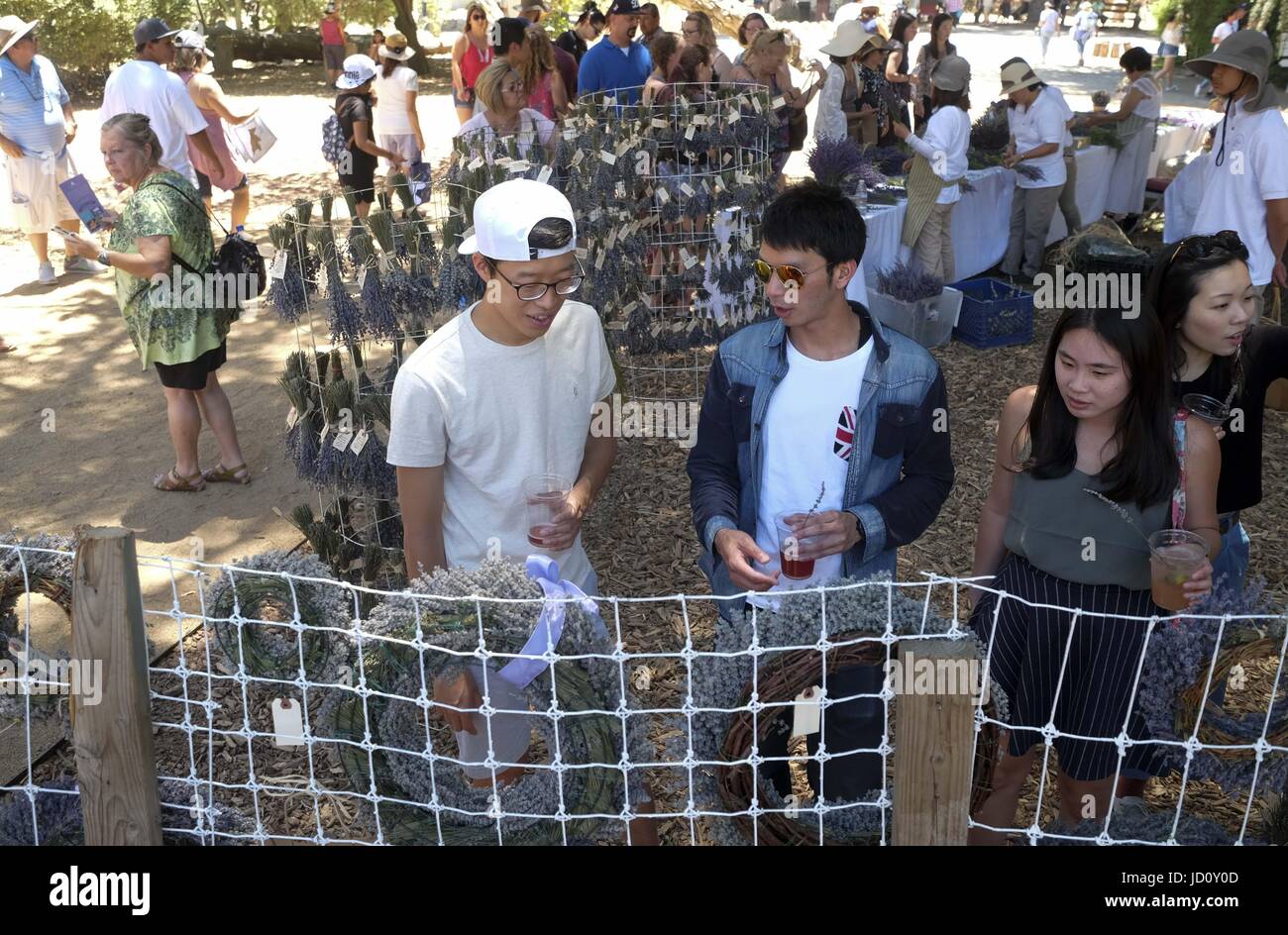 Los Angeles, California, USA. 17 Giugno, 2017. La gente visita il XIII annuale Festival di Lavanda a 123 Fattoria in Cherry Valley di Riverside, California, 17 giugno 2017. Credito: Ringo Chiu/ZUMA filo/Alamy Live News Foto Stock