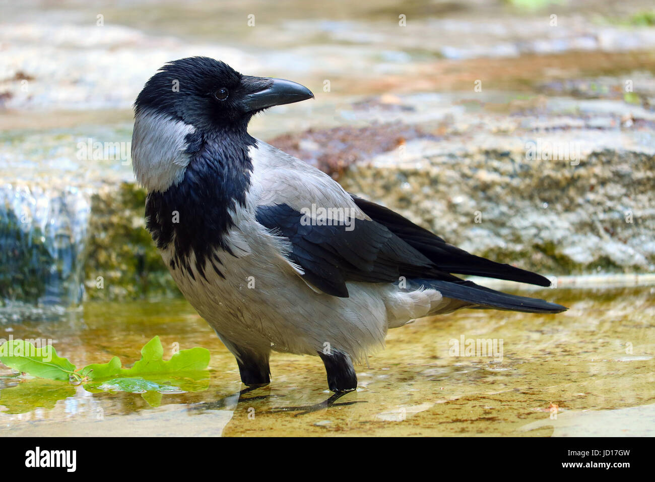 Crow guardando indietro seduto in una fontana al sole in un parco urbano di Berlino Foto Stock