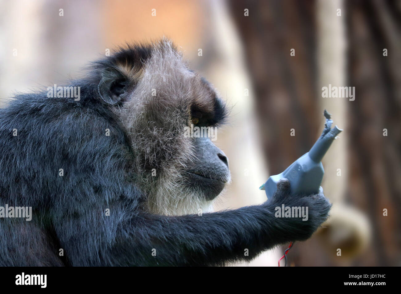 Una curiosa scimmia wanderoo giocando con un dispositivo tecnico Foto Stock