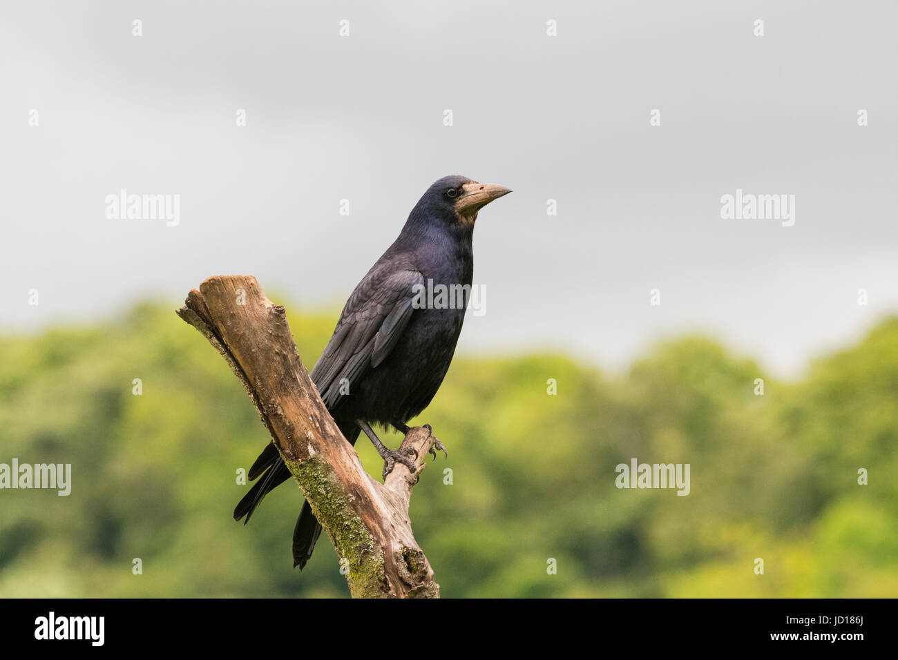 Rook Foto Stock