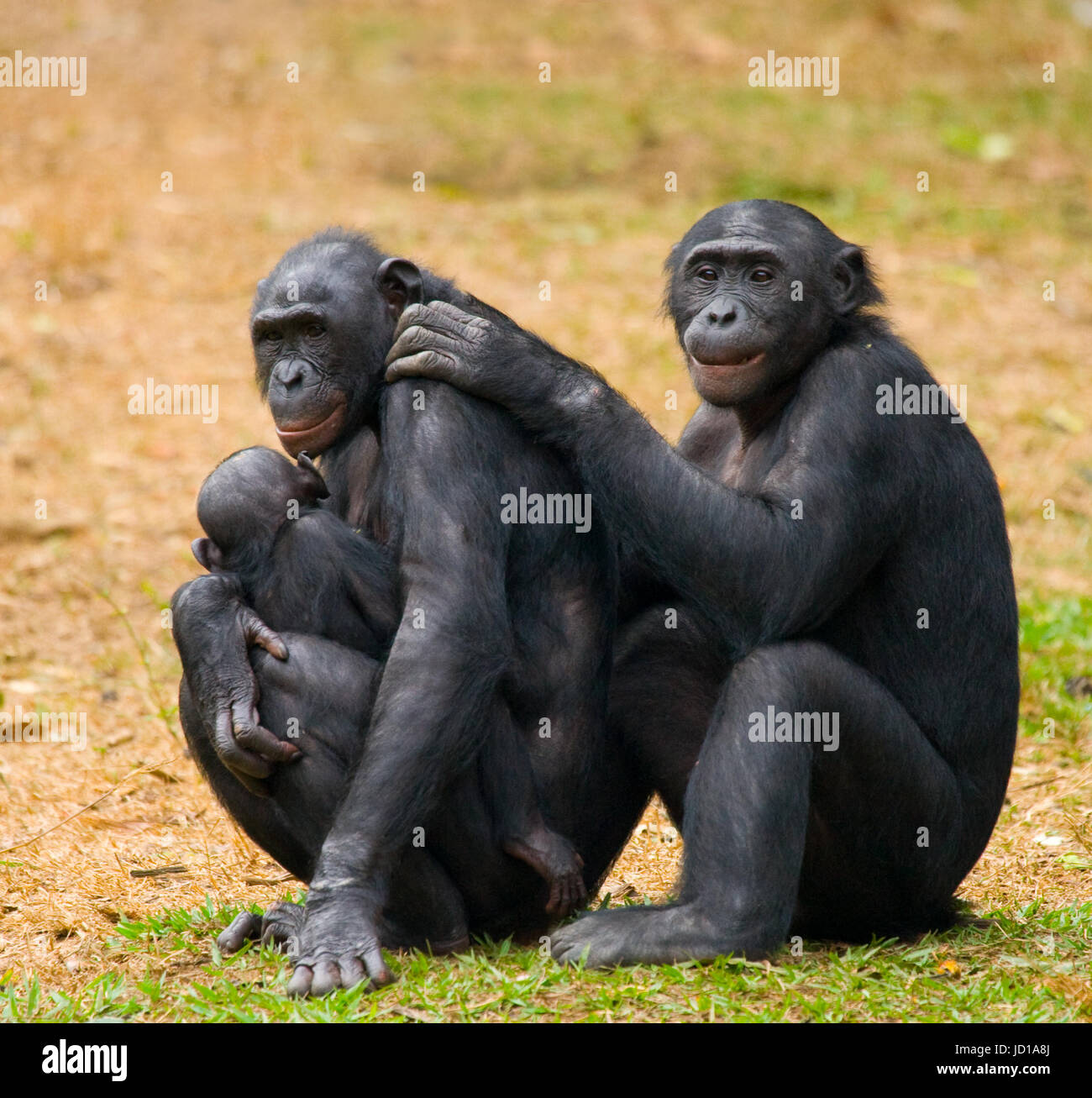 Gruppo di Bonobos. Repubblica democratica del Congo. Lola Ya BONOBO National Park. Foto Stock