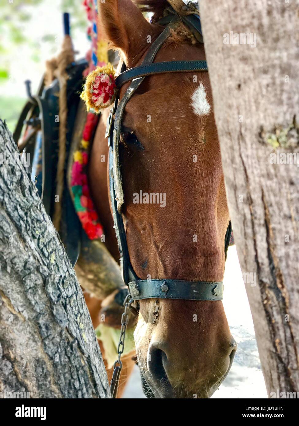 Algarve Gypsy Horse Foto Stock