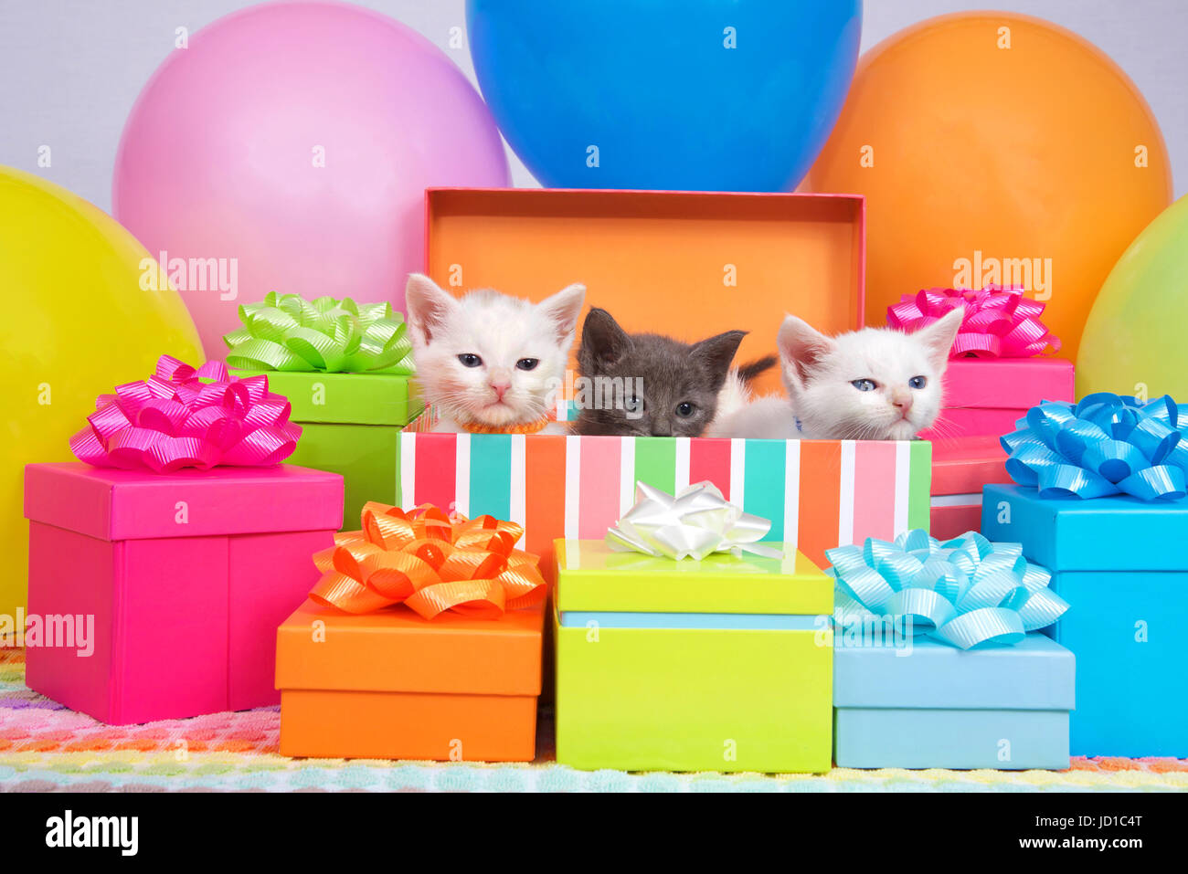 Due piccoli gattini bianco e uno grigio gattino peaking al di fuori di un  regalo di compleanno box, circondato da luminose colorate mongolfiere di  partito e presenta con archetti Foto stock -