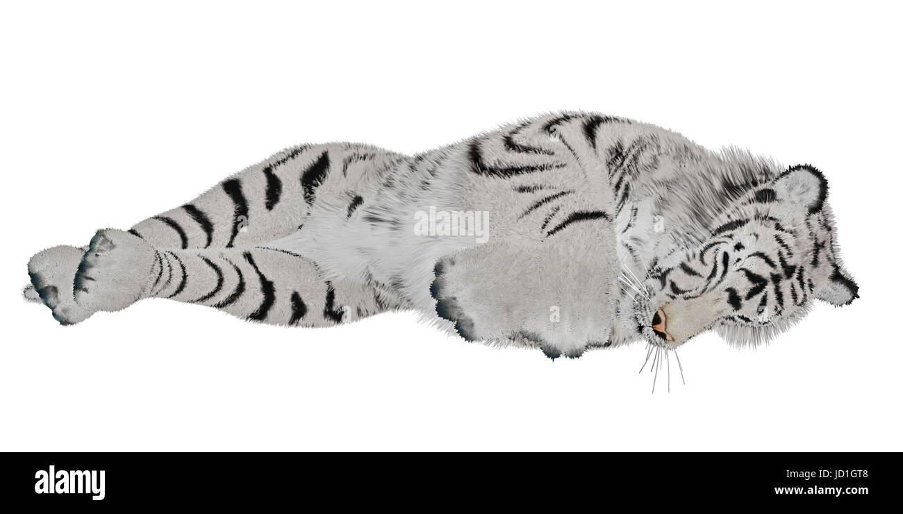 Animale mammifero, gatto, Gatto grande, predatore felino, tigre, illustrazione, la fauna selvatica, Foto Stock