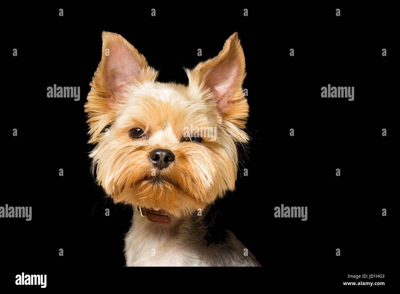 Cane di razza Yorkshire Terrier dopo un taglio di capelli, un close-up verticale viene isolato un sfondo nero Foto Stock