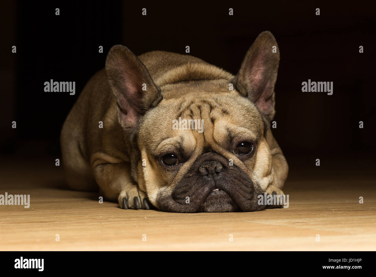 Bulldog francese di colore fulvo, sfondo nero Foto Stock