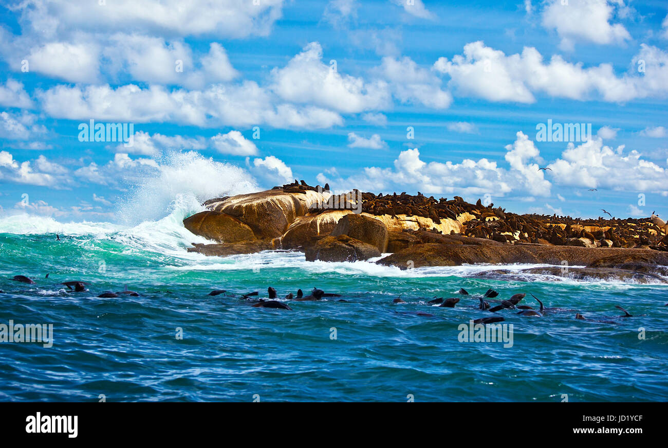 Africa, animali, onde, fauna selvatica, guarnizione, marina, marine, acqua salata, mare oceano, Foto Stock