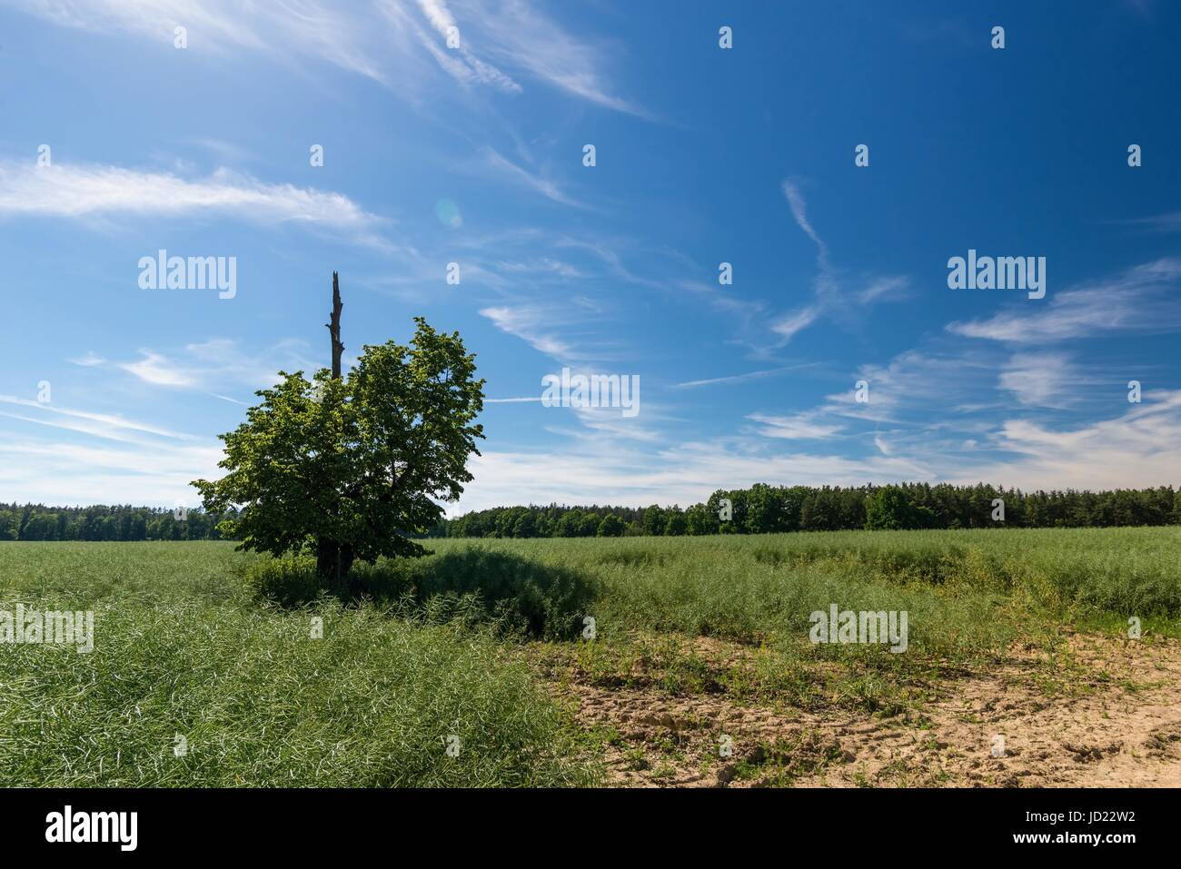 Foto orizzontale con il paesaggio naturale del motivo unico albero che ha secco ramo superiore danneggiata da un fulmine in un campo con sbiaditi piante di colza. Dark Foto Stock