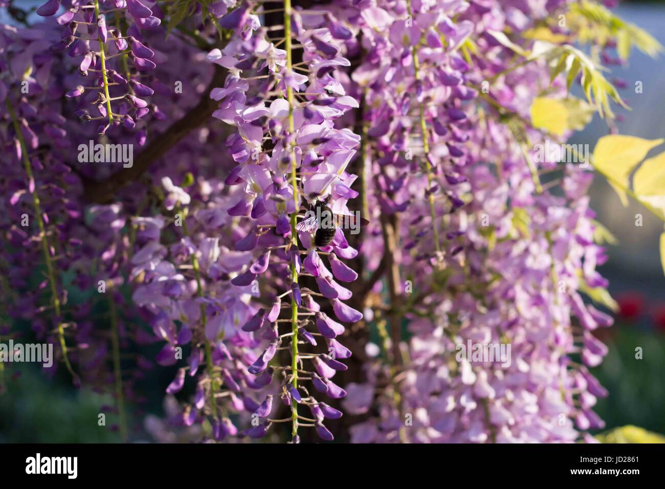 Bumblebee su Wisteria Foto Stock