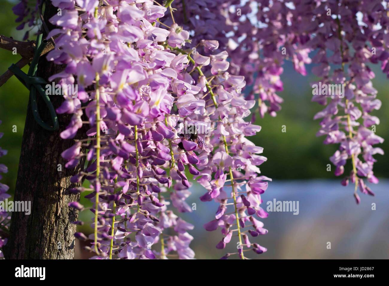 Bumblebee su Wisteria Foto Stock