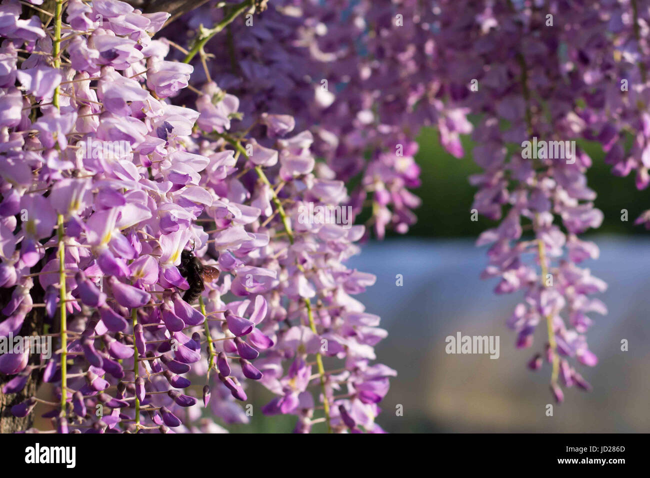 Bumblebee su Wisteria Foto Stock
