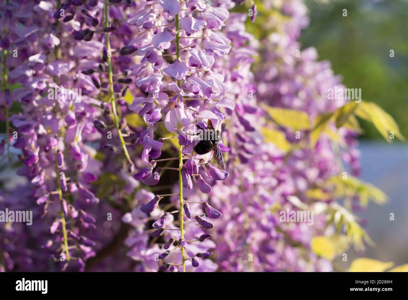 Bumblebee su Wisteria Foto Stock