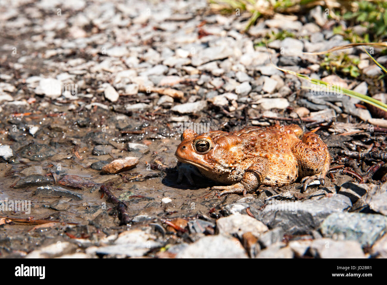 Il rospo americano sul sentiero per Western Brook Pond, Parco Nazionale Gros Morne, Terranova, Canada Foto Stock