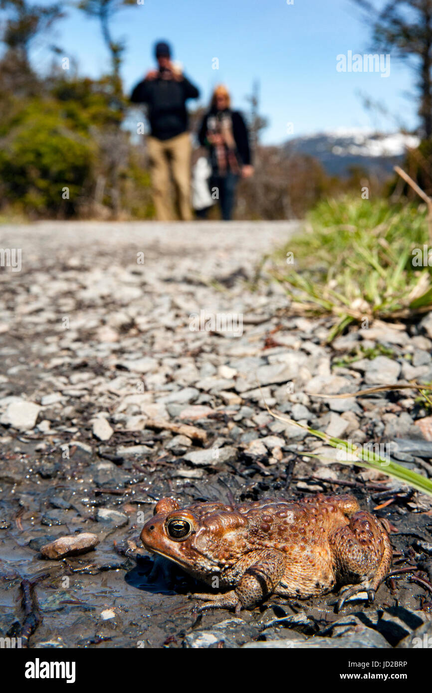 Il rospo americano sul sentiero per Western Brook Pond, Parco Nazionale Gros Morne, Terranova, Canada Foto Stock