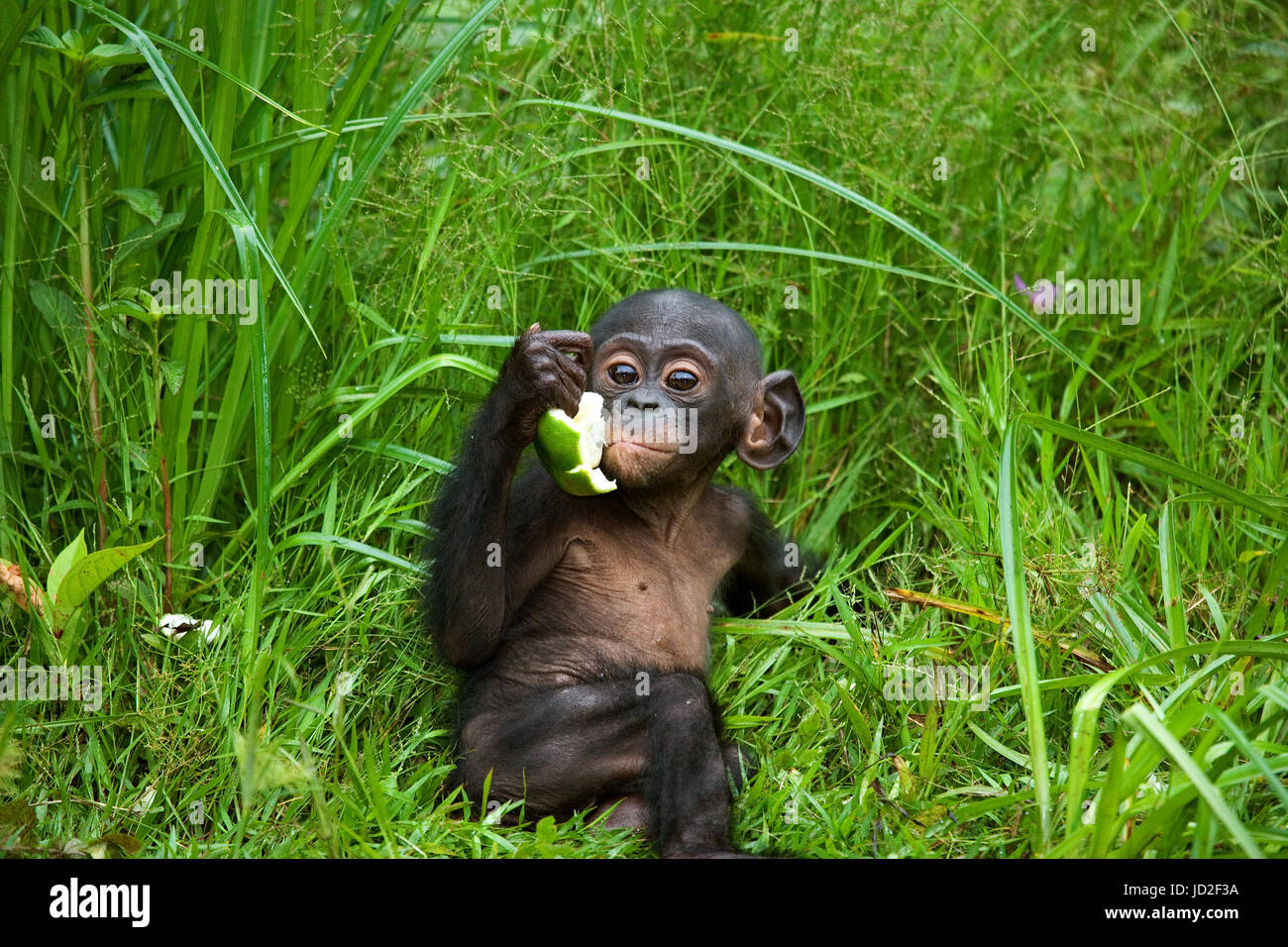 Un bambino bonobo sta mangiando qualcosa.. Repubblica democratica del Congo. Lola Ya BONOBO National Park. Foto Stock