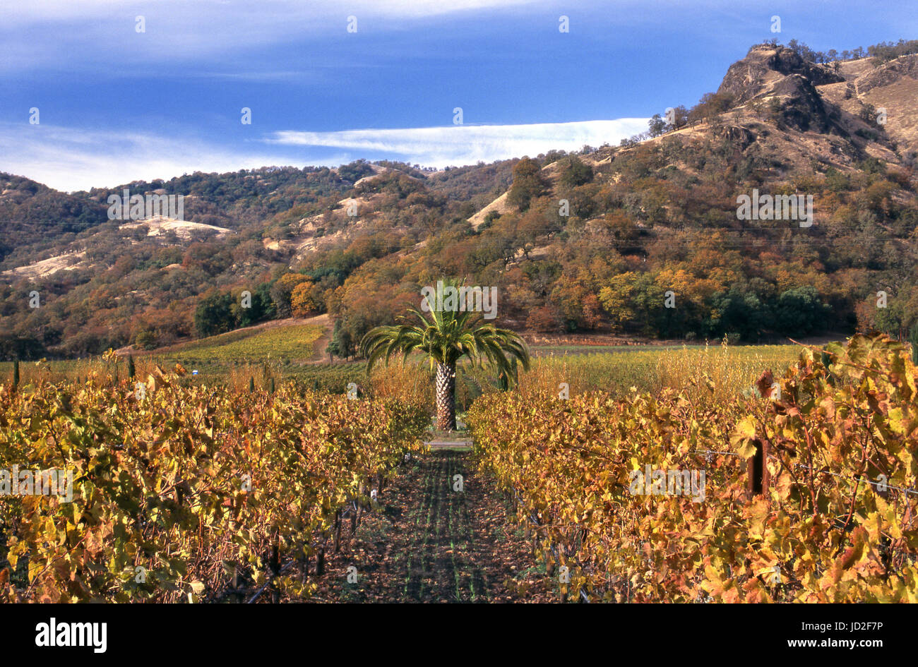 BONTERRA VIGNETO CALIFORNIA Palm tree in organici autunnali biodinamici Cabernet Sauvignon vigna del Bonterra, Ukiah, Mendocino Co. California Foto Stock