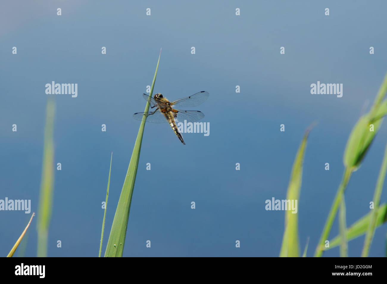 Una libellula appoggiata su una foglia verde di reed in prossimità di acqua Foto Stock