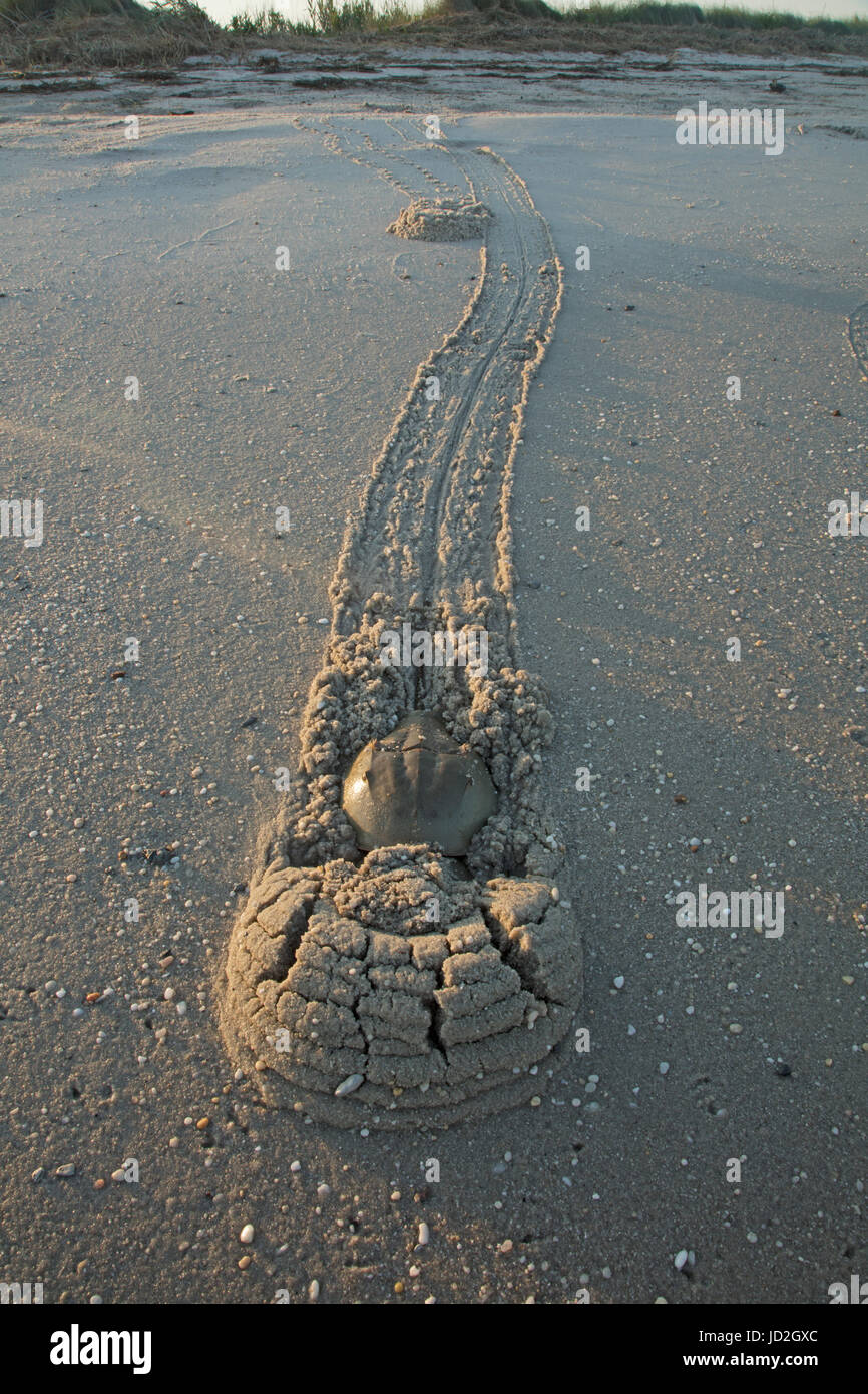 Atlantico granchi a ferro di cavallo (Limulus polyphemus) e , i granchi sono venuta a terra di razza ad alta marea, Delaware bay, New Jersey, questa coppia di accoppiamento è un Foto Stock