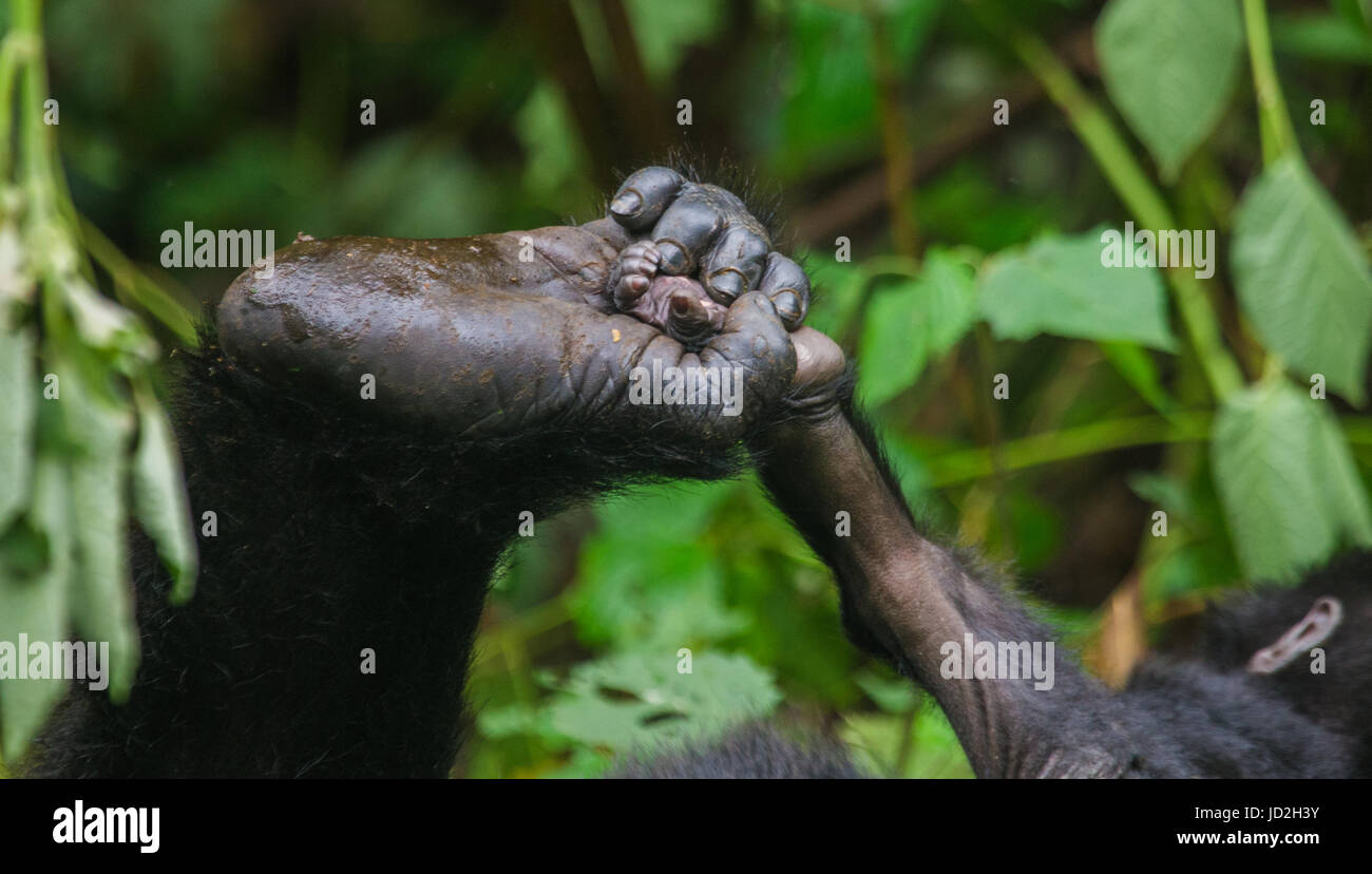 Un piede di gorilla di montagna. Primo piano. Uganda. Parco nazionale della Foresta impenetrabile di Bwindi. Foto Stock