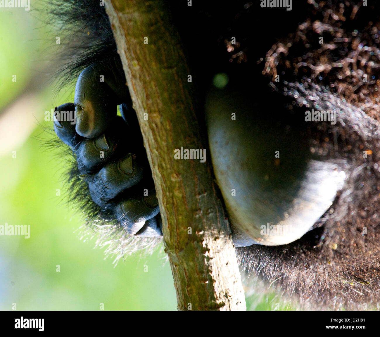 Un piede di gorilla di montagna. Primo piano. Uganda. Parco nazionale della Foresta impenetrabile di Bwindi. Foto Stock