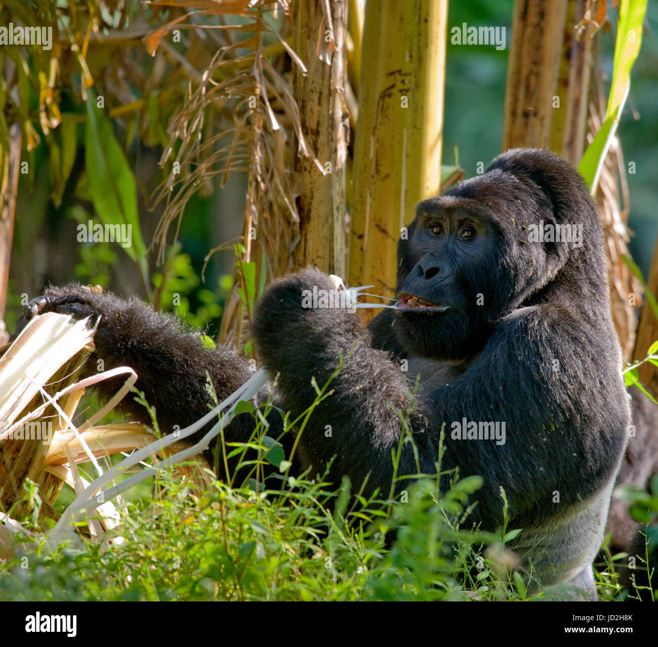 Gorilla di montagna che mangia piante. Uganda. Parco nazionale della Foresta impenetrabile di Bwindi. Foto Stock