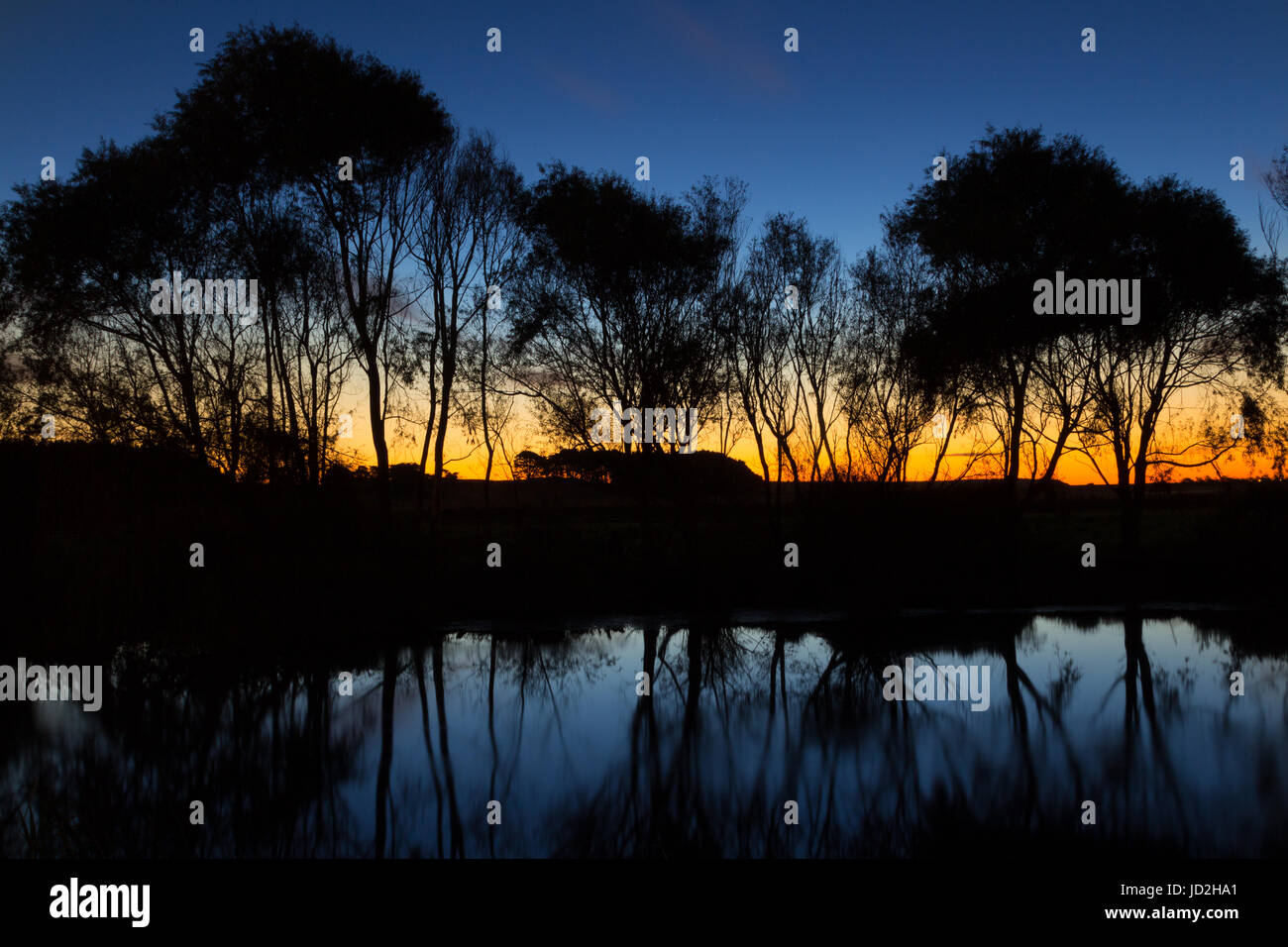 Serata meravigliosa luce dietro alcune Silhouette willow alberi sulle rive di un fiume. Foto Stock