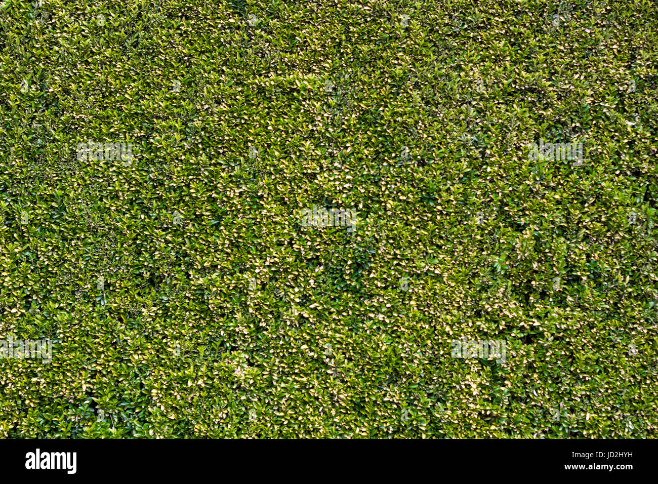 Sfondo di molte piccole foglie e alberi, decor fantastico, bellissimi sfondi e texture Foto Stock