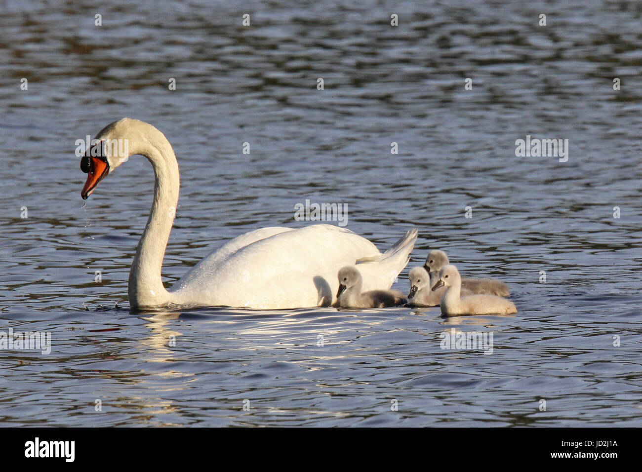 Un cigno nuoto genitore su un lago con una famiglia di giovani cygnets Foto Stock