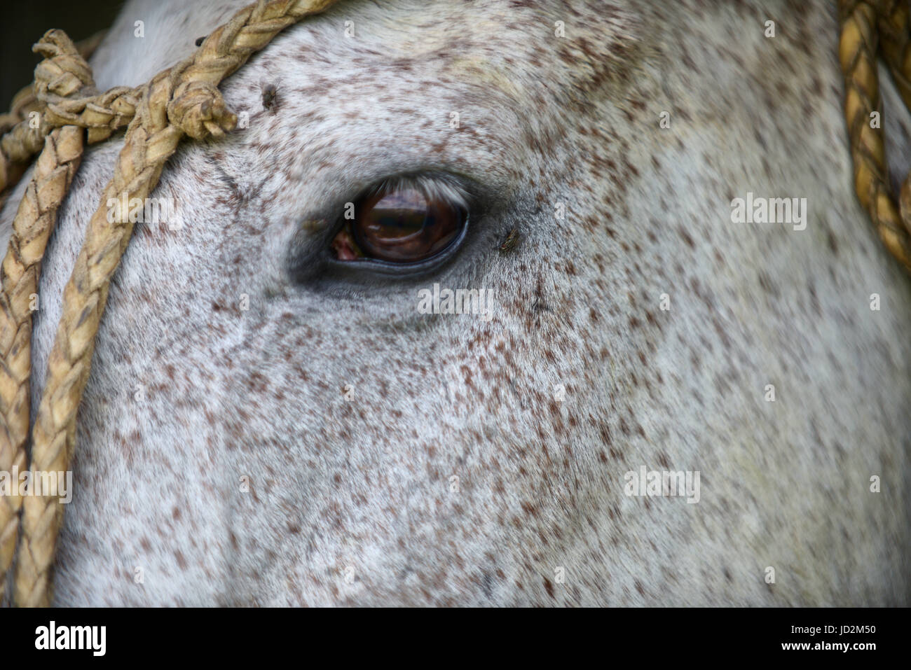 Polo,Pony cavallo,Pferd,Auge,eye, azione, attività, animale, badge, sfera, nero, stivali, club, competere, concorrenza, design, emblema, equestre, equine, f Foto Stock