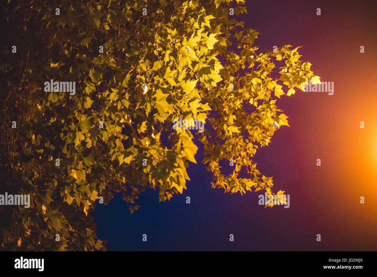 Fotografia di un albero accanto ad un lampione di notte. Foto Stock