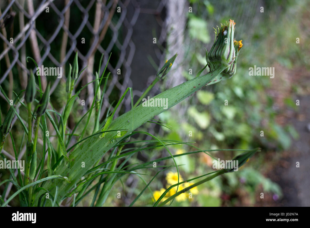 Fasciation in un impianto Goatsbeard (Tragopogon pratensis), Warwickshire, Regno Unito Foto Stock