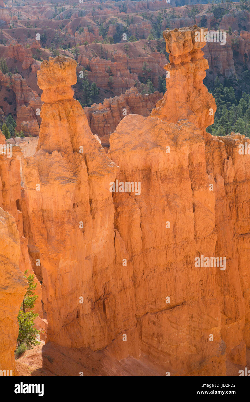 Dal Queens Garden Trail, Parco Nazionale di Bryce Canyon, Utah, Stati Uniti d'America Foto Stock