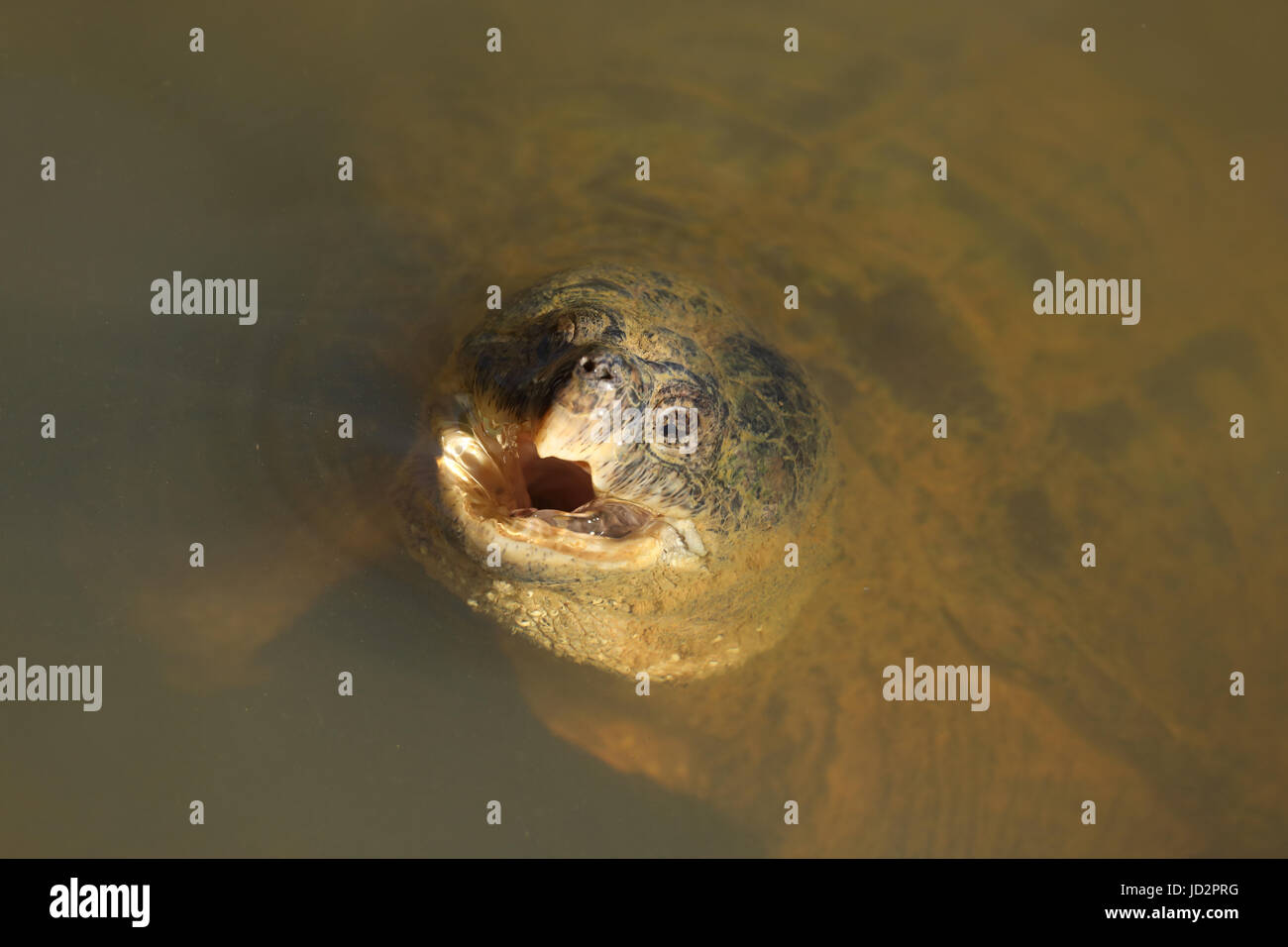 Scattare la tartaruga, Chelydra serpentina Foto Stock
