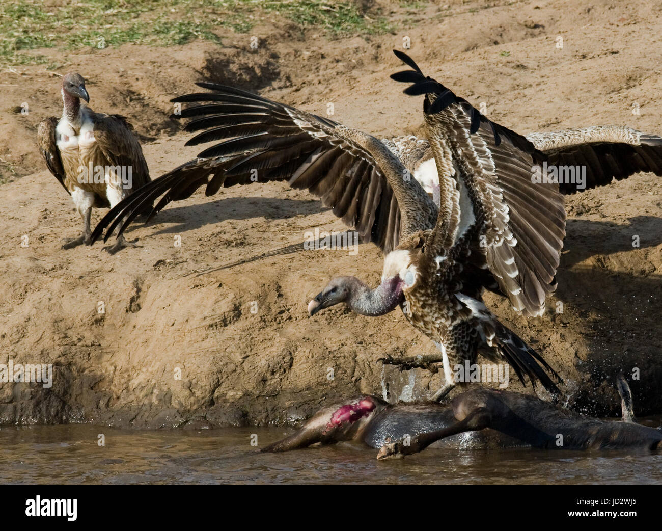 Gli uccelli predatori mangiano le prede nella savana. Kenya. Tanzania. Safari. Africa orientale. Foto Stock