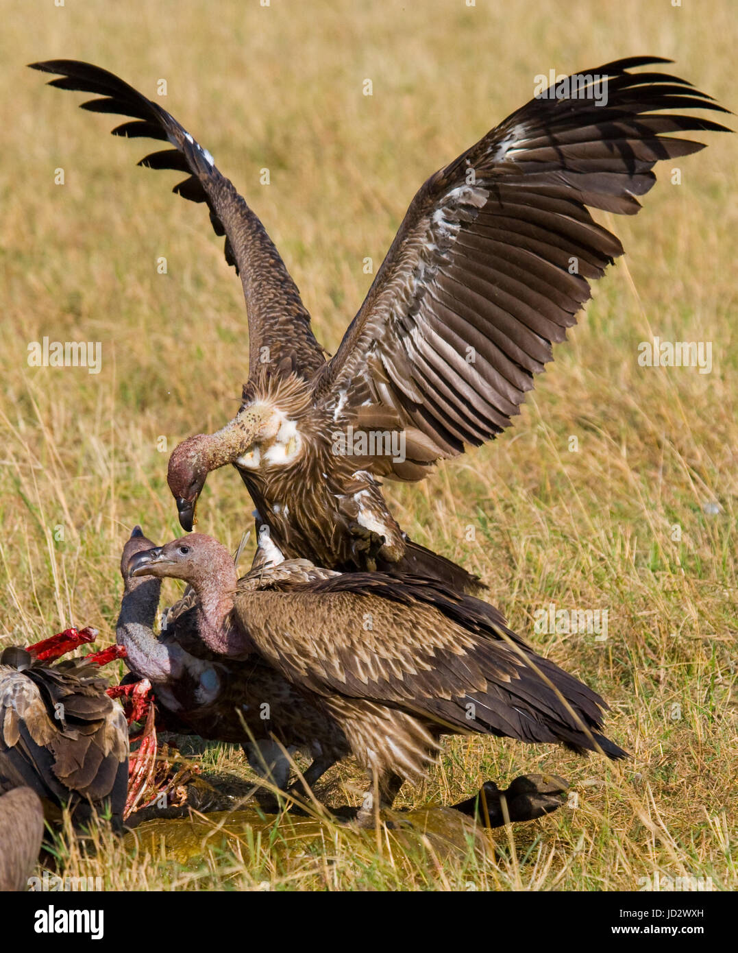 Gli uccelli predatori mangiano le prede nella savana. Kenya. Tanzania. Safari. Africa orientale. Foto Stock