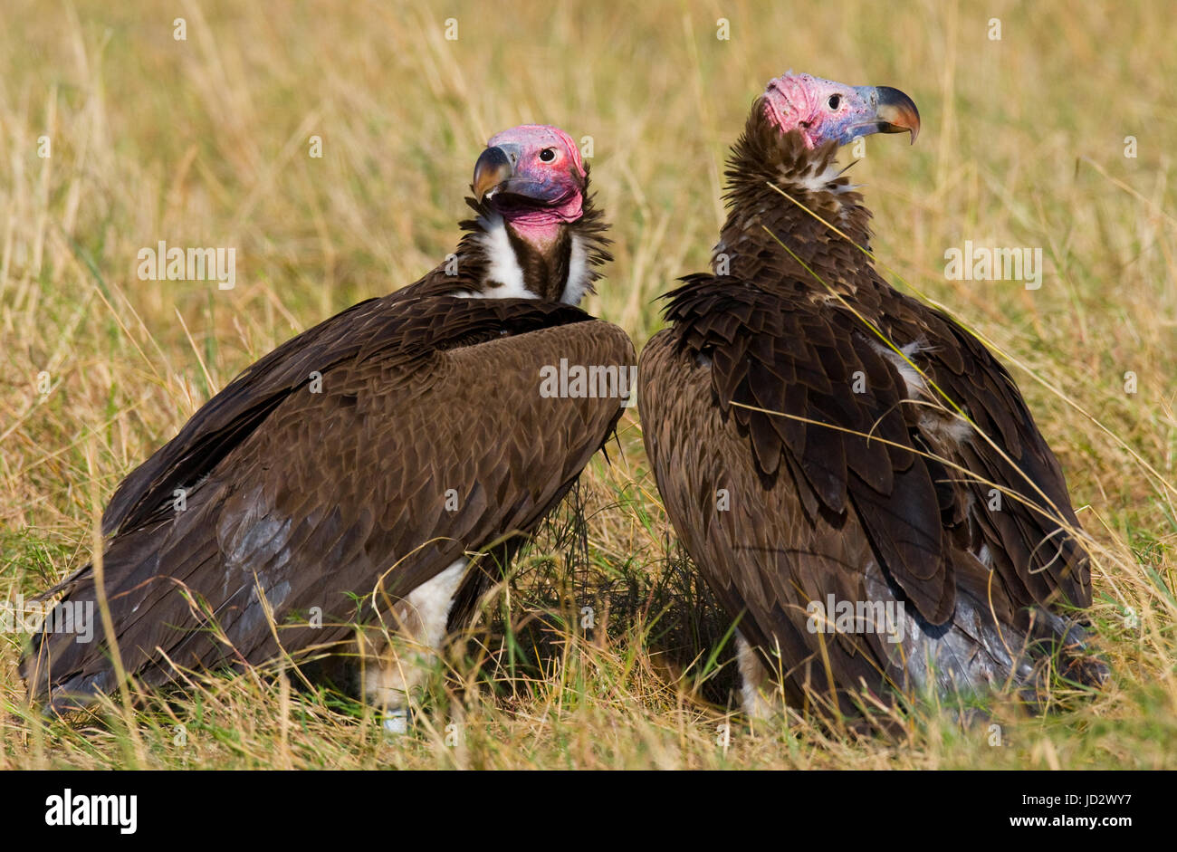 Gli uccelli predatori sono seduti a terra. Kenya. Tanzania. Safari. Africa orientale. Foto Stock