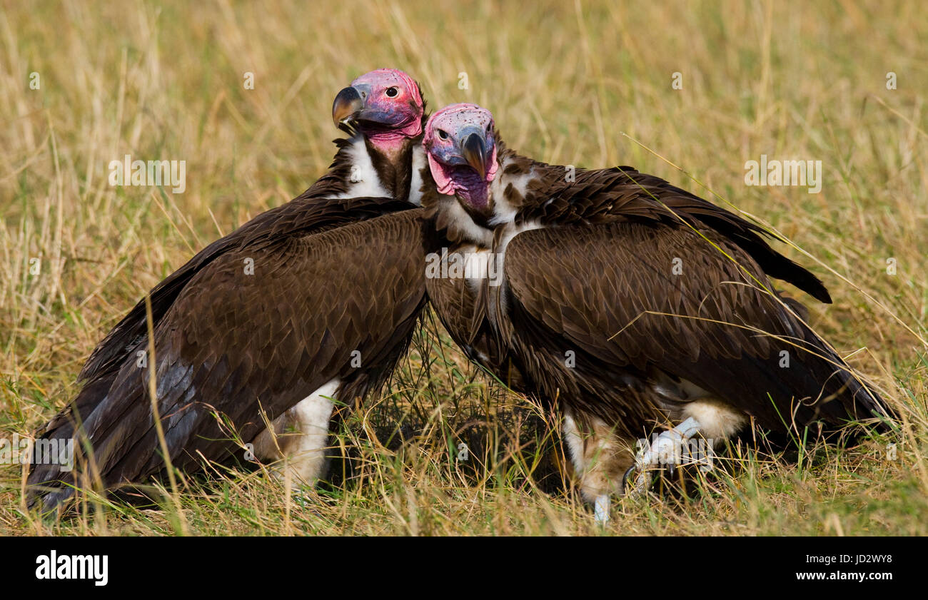 Gli uccelli predatori sono seduti a terra. Kenya. Tanzania. Safari. Africa orientale. Foto Stock