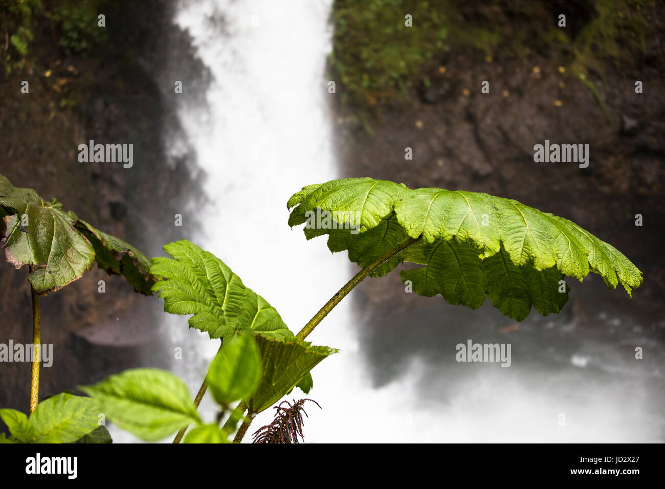 Costa Rican cascata "La Paz' Foto Stock