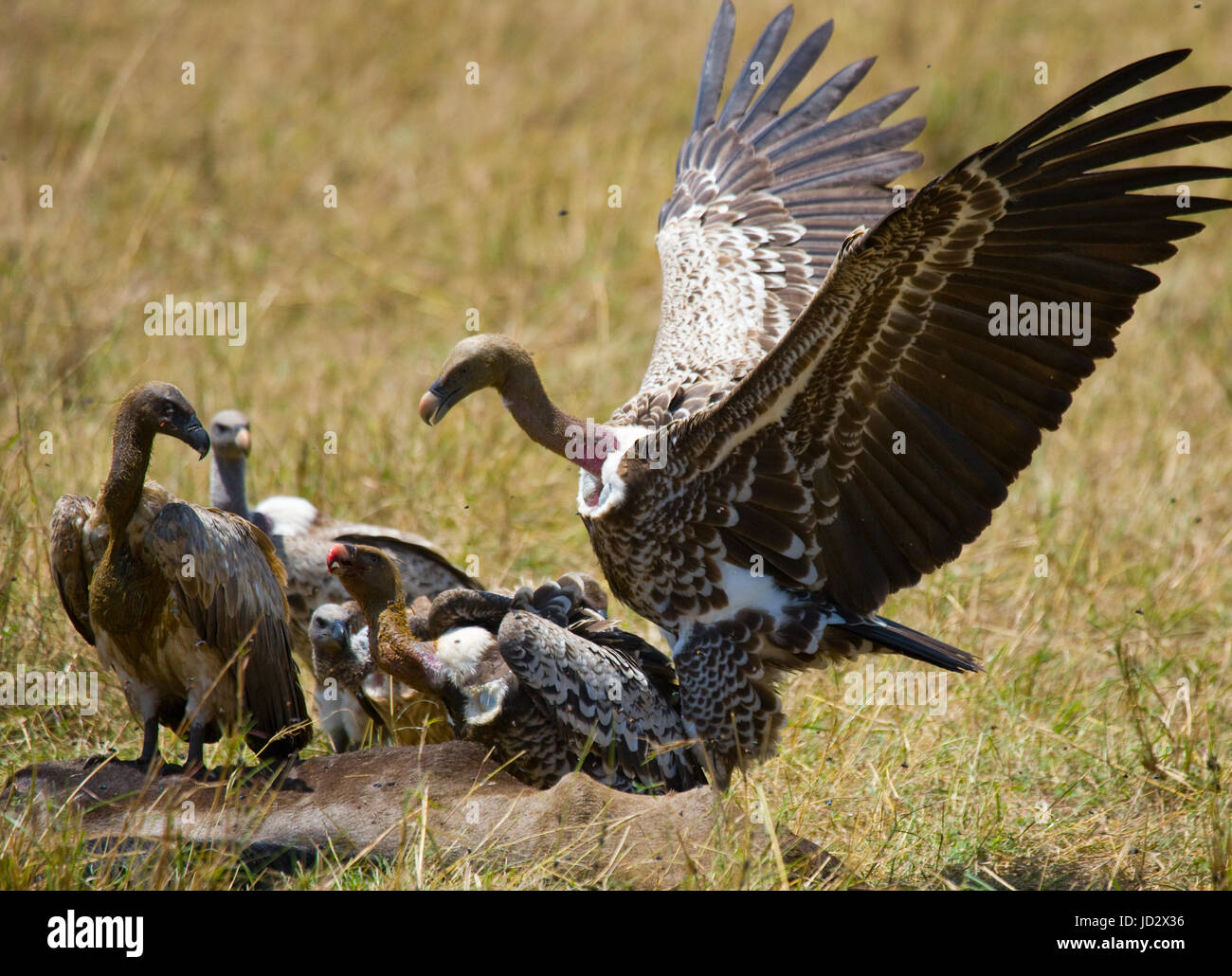 Gli uccelli predatori mangiano le prede nella savana. Kenya. Tanzania. Safari. Africa orientale. Foto Stock
