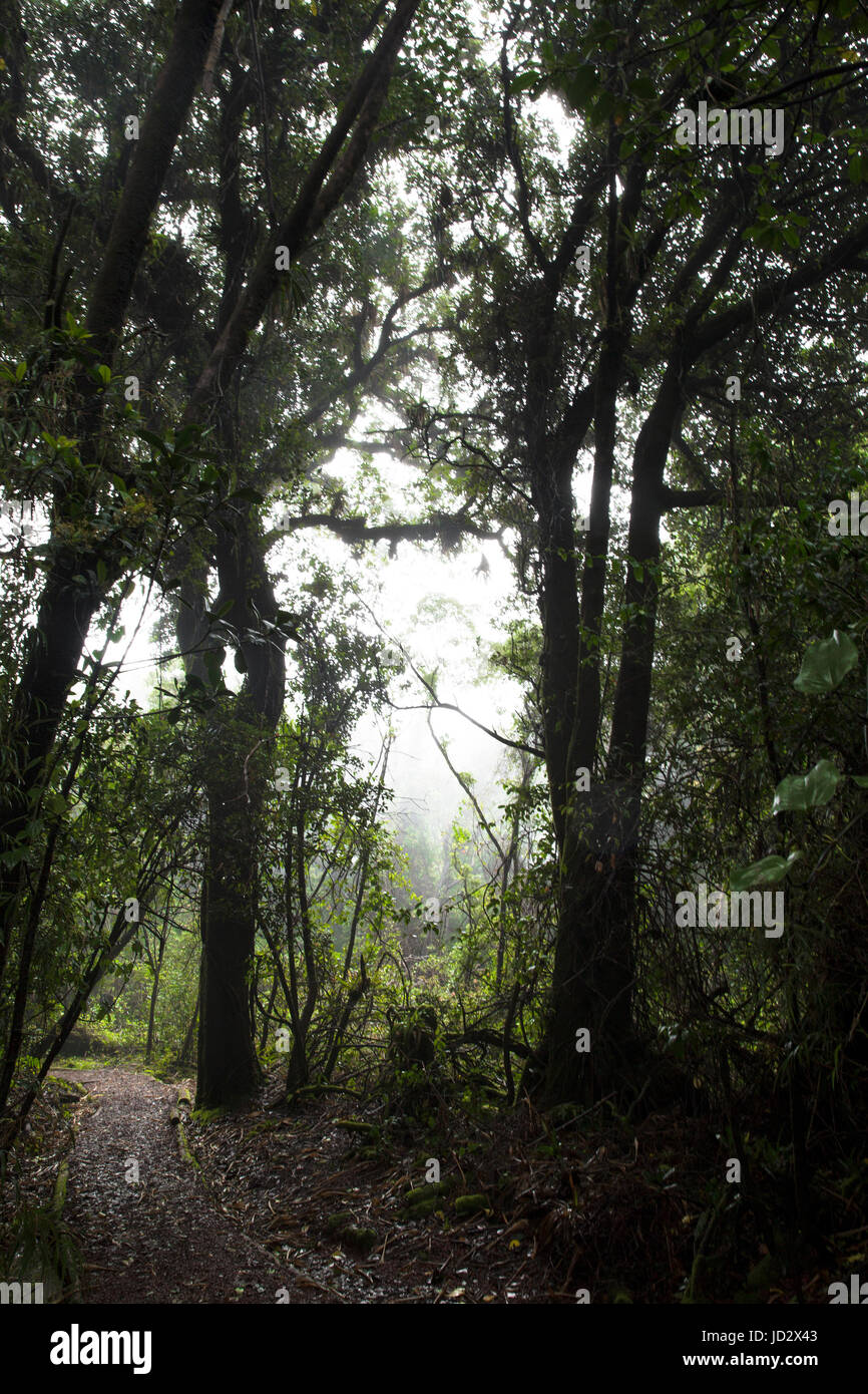 Foresta fantasma Foto Stock