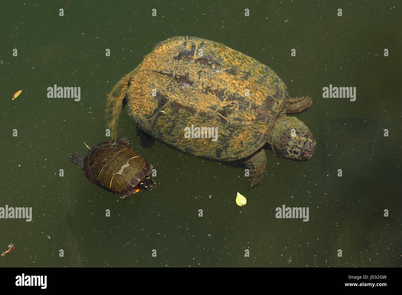 Scattare la tartaruga, Chelydra serpentina, con dipinto di turtle tenta di mangiare alghe del suo dorso Foto Stock