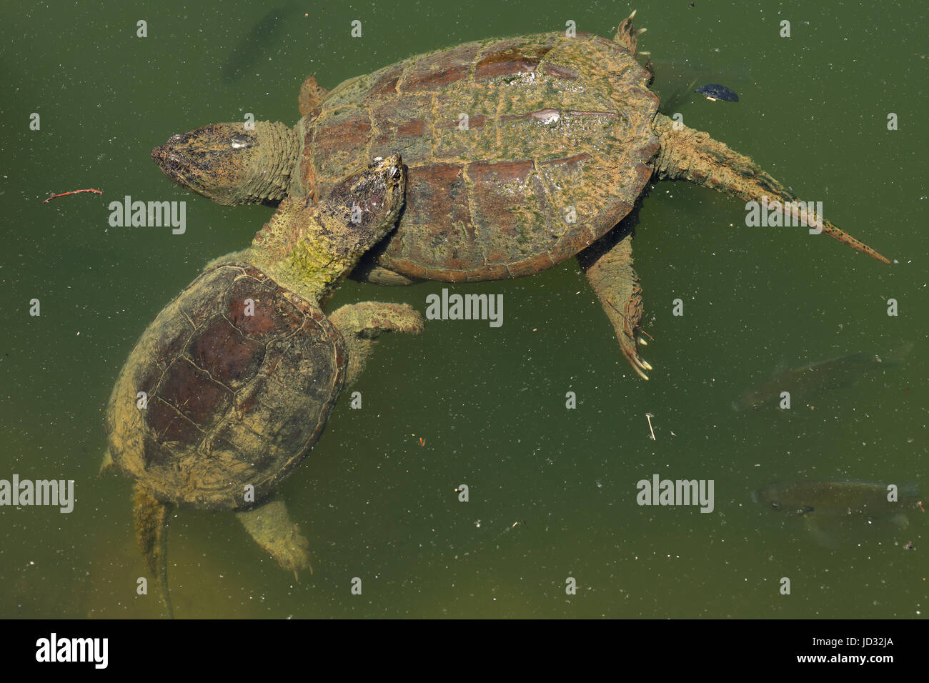 Scattare le tartarughe, Chelydra serpentina, Maryland Foto Stock