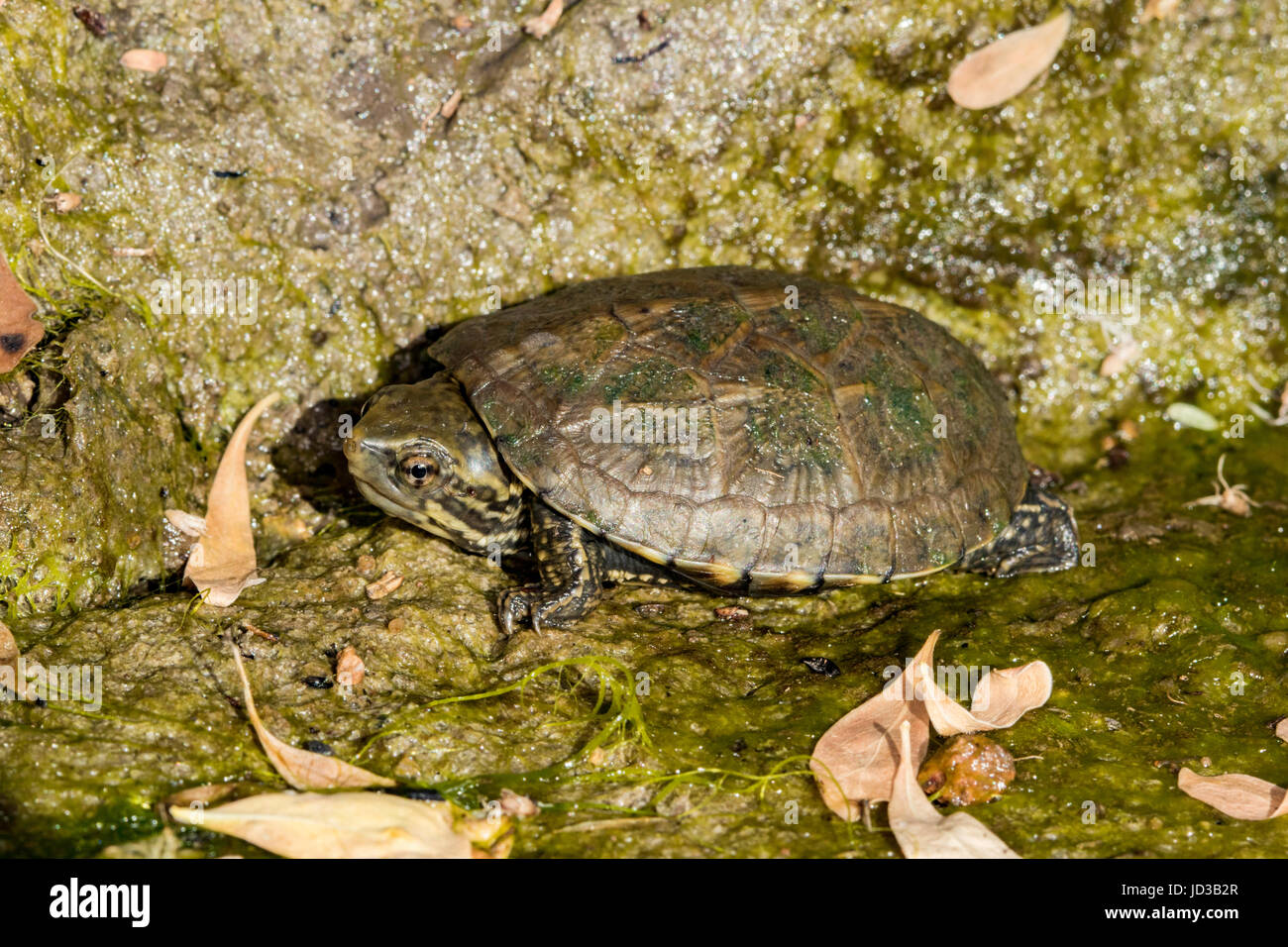 Fango sonora Turtle Kinosternon sonoriense Gulch California, Santa Cruz County, Arizona, Stati Uniti 6 settembre 2016 Kinosterni Immature Foto Stock