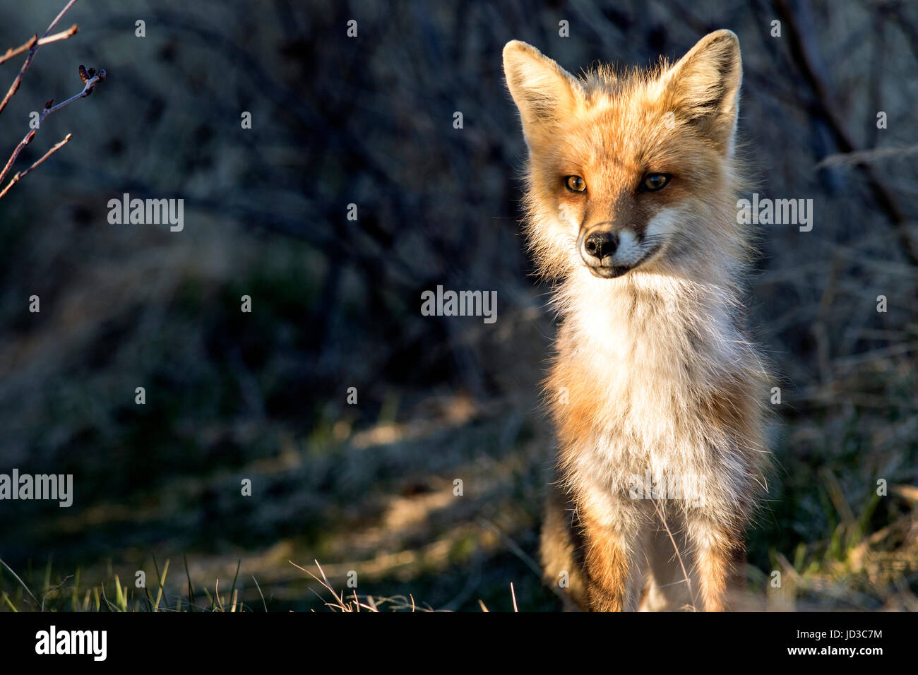 Red Fox (Vulpes vulpes vulpes) - Testa di corvo, Twillingate, Terranova, Canada Foto Stock