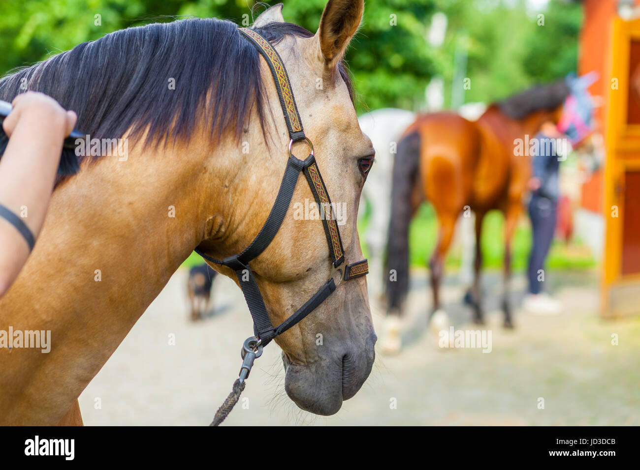 Cavallerizza si prende cura del suo cavallo marrone con una spazzola Foto Stock